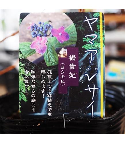 Amazon.co.jp: 紫陽花 ヤマアジサイ 【海峡】 ポット苗 : DIY・工具
